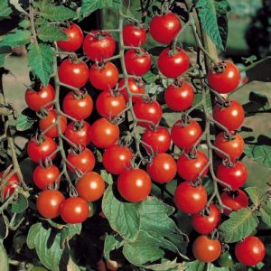 Мелкоплодные детерминантные томаты