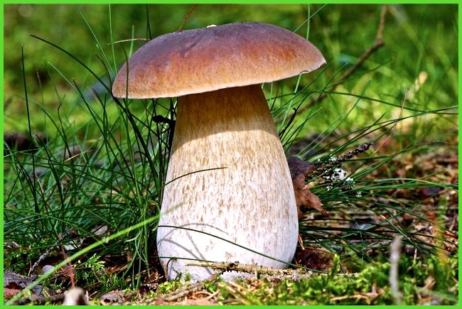 белых грибов в теплице