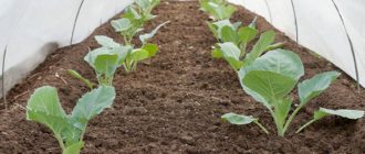 Как сажать цветную капусту на рассаду в домашних условиях