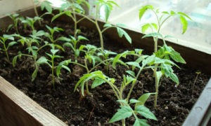 замедлить рост рассады помидоров