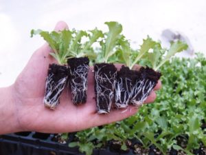 Как вырастить салат на подоконнике в квартире зимой