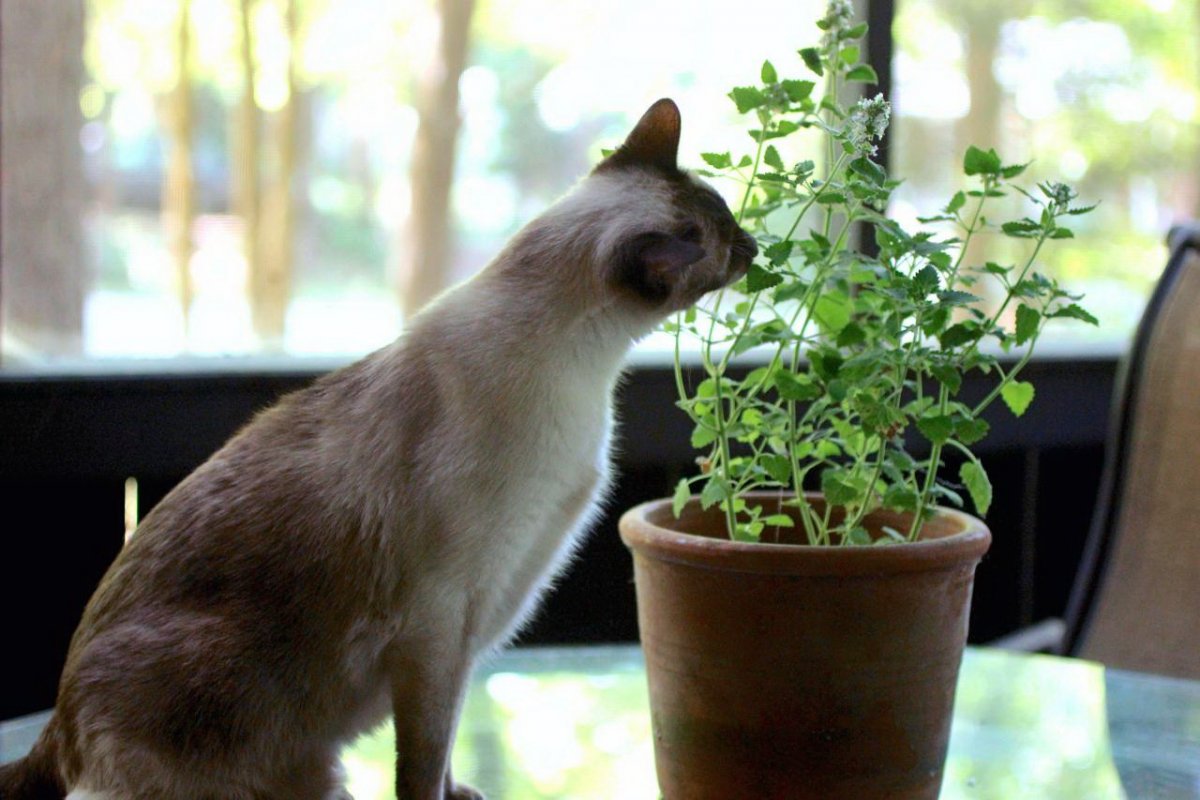 защитить рассаду от кошек