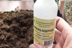 Как поливать рассаду перекисью водорода