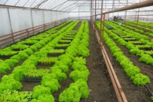 Выращивание зелени в теплице как бизнес