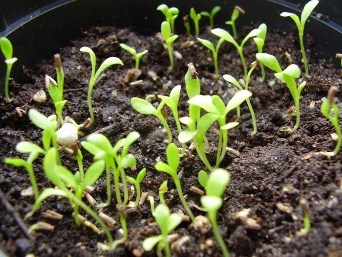Выращивание гелихризума из семян в домашних условиях