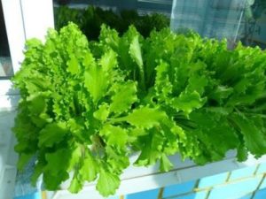 Выращивание кресс-салата