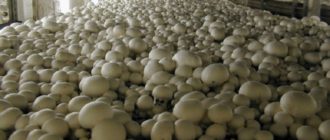 теплица для разведения грибов
