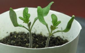 Как ускорить рост рассады помидоров и перца