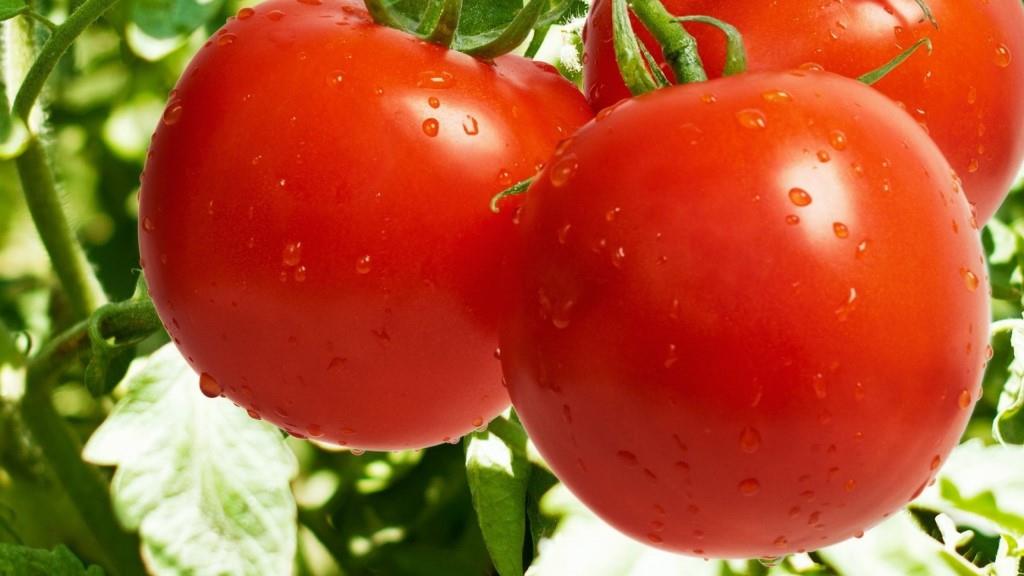 томатов, устойчивых к фитофторе