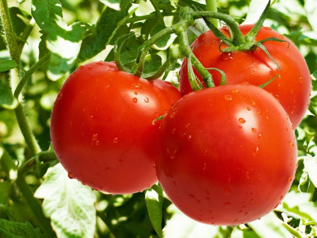 удобрения для помидоров