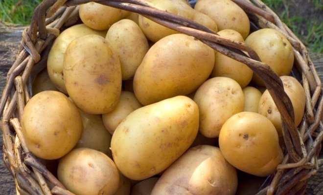 раннеспелые сорта картофеля