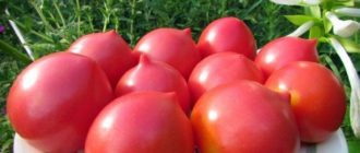 раннеспелые сорта томатов для открытого грунта