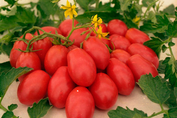 кистевые томаты