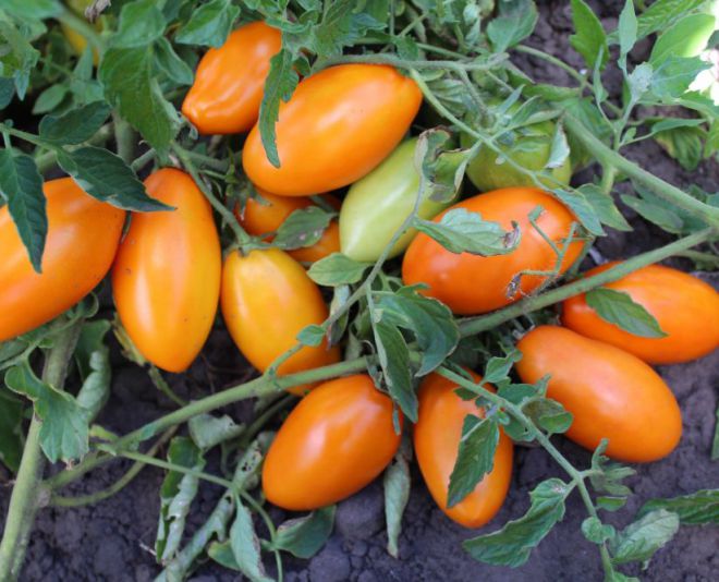 сорта томатов, не требующих пасынкования