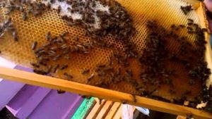 Облет пчел в теплице: плюсы и минусы