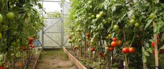 выращивание овощей в теплице
