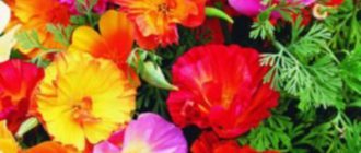 Эшшольция, калифорнийский мак, полынок - цветок теплой радости