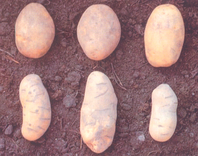 Веретено клубней картофеля: как избежать опасной болезни