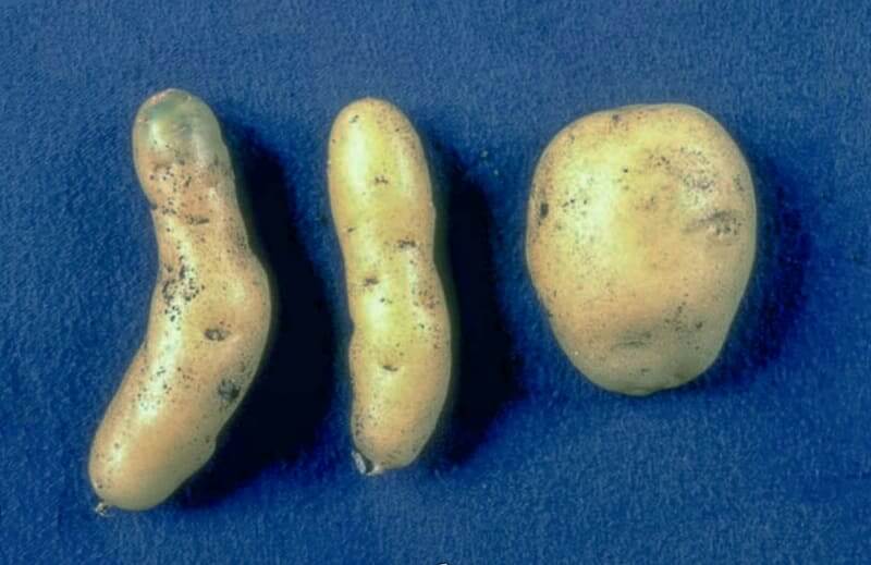 Веретено клубней картофеля: как избежать опасной болезни