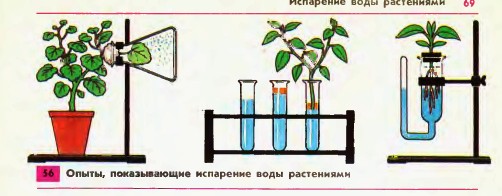 О роли воды в выращивании растений